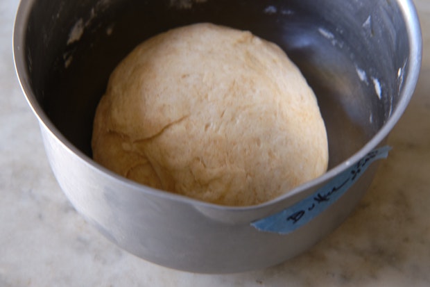 Grissini dough rising in a bowl