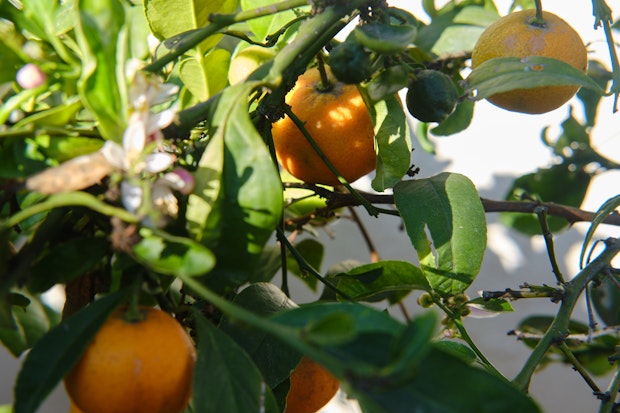 Rangpur Limes on a Tree