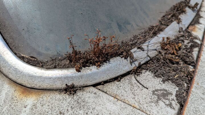 junkyard find 1986 mercury topaz gs lichen this car edition