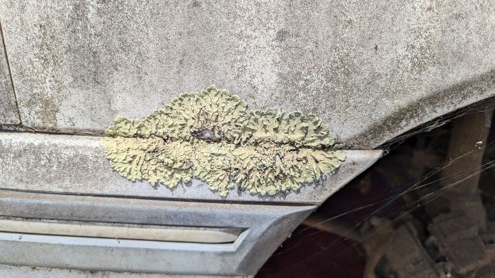 junkyard find 1986 mercury topaz gs lichen this car edition