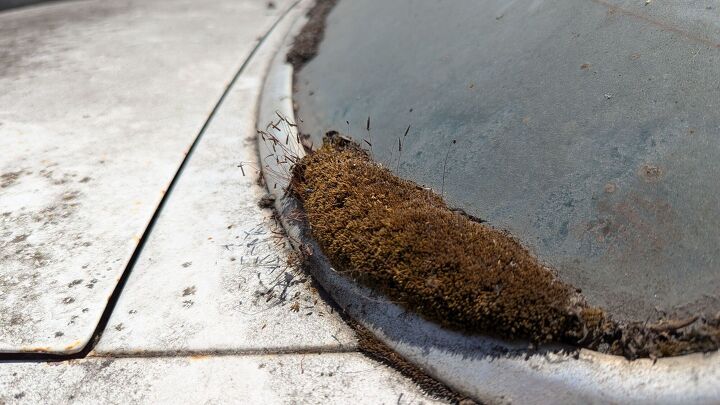 junkyard find 1986 mercury topaz gs lichen this car edition