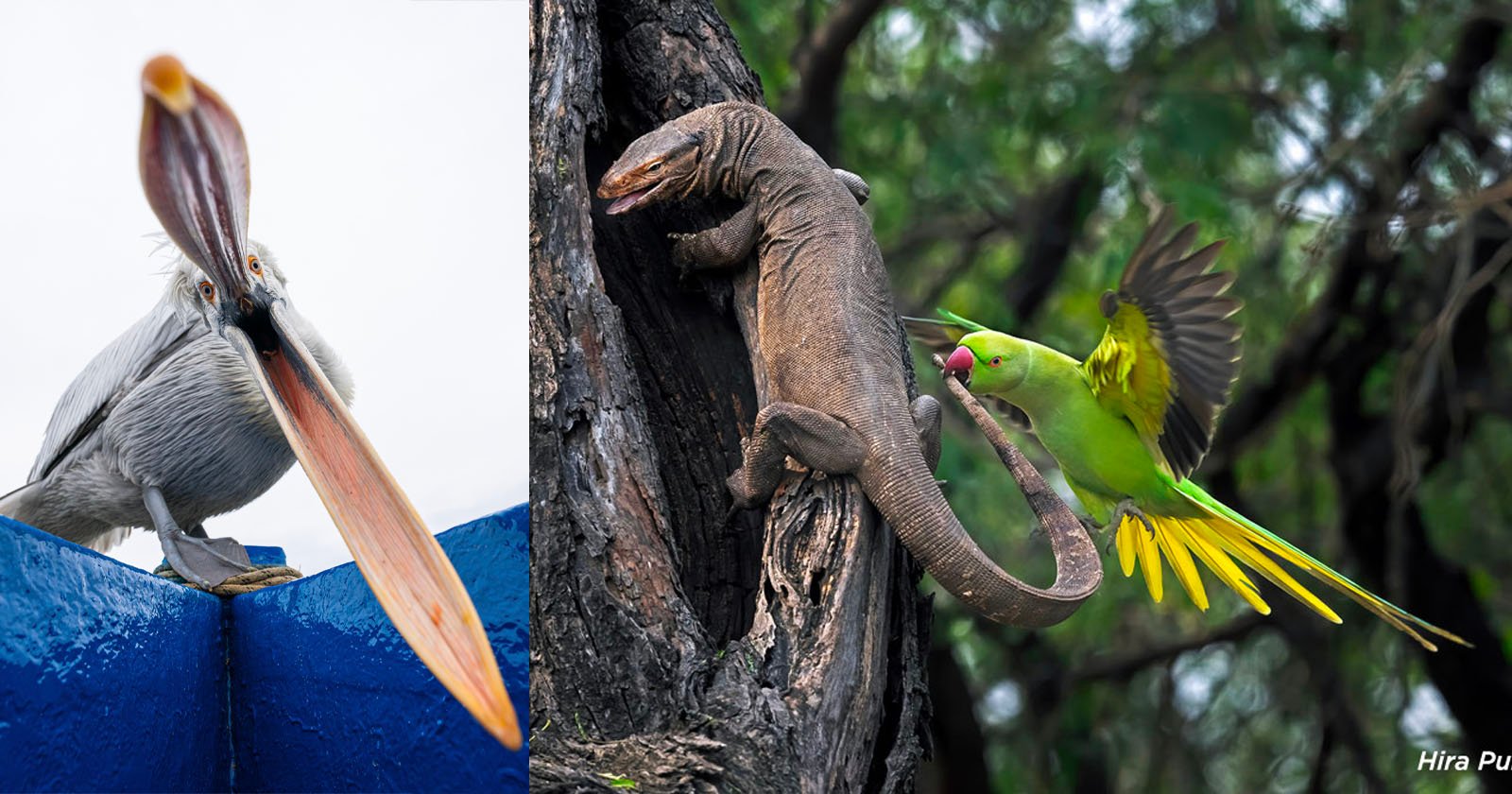 Feisty Parakeet Bites Lizard in Winning Image of SINWP Bird Photographer of the Year