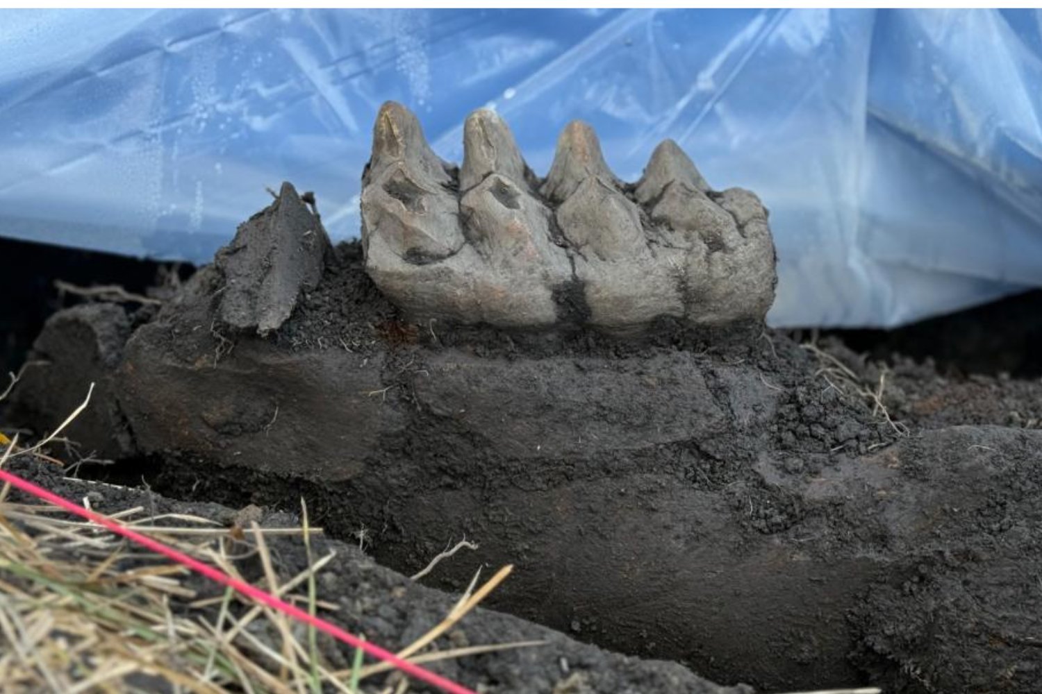 New York Man Digs Up Mastodon Fossil in His Backyard