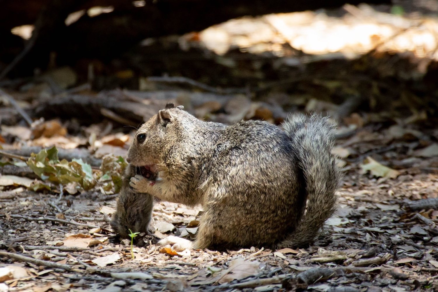 Squirrels Caught Hunting and Eating Meat for the First Time